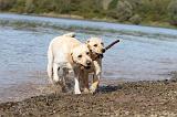 LABRADOR 205